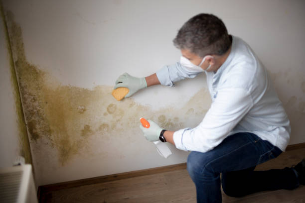 Best Asbestos and Lead Testing During Mold Inspection  in Cordaville, MA